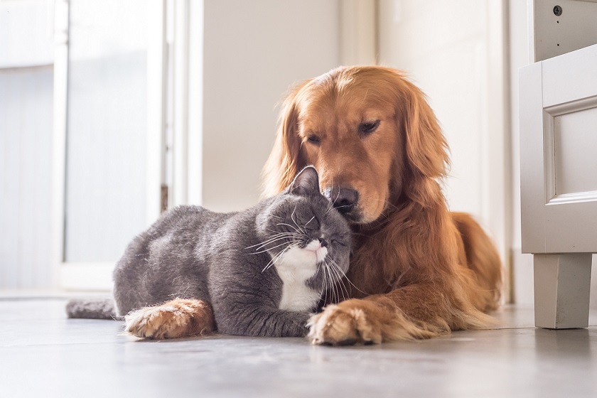 assicurazione animali domestici