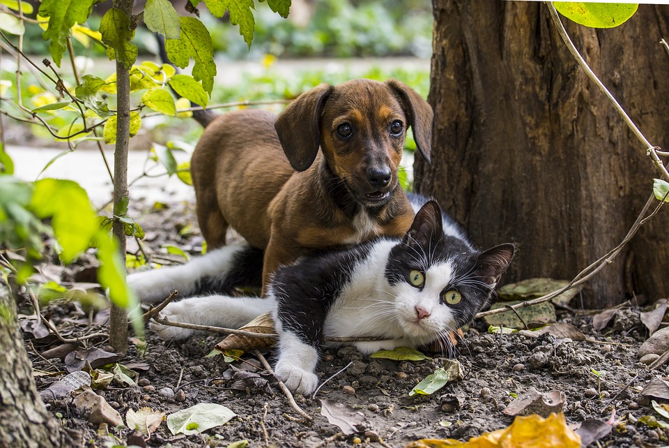 assicurazione animali domestici, assicurazione cane e gatto