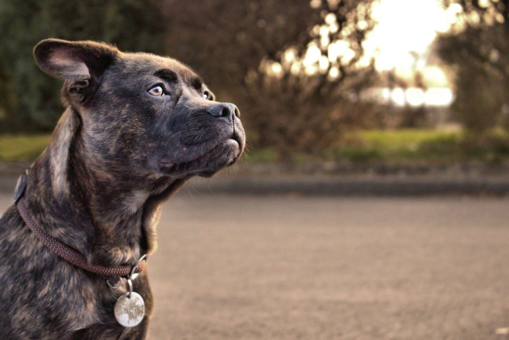Immagine Assistenza animali domestici, Jab acquisisce l’insurtech Figo e stringe una partnership con Bnp Paribas Cardif