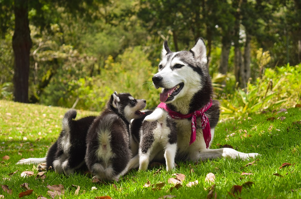 copertura animali domestici, insurtech, assicurazioni animali domestici