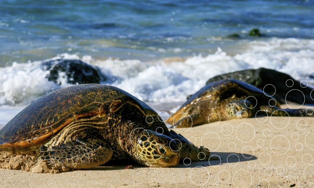 Immagine Insurtech, Turtleneck tra mutualismo e innovazione 