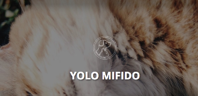 insurtech, yolo